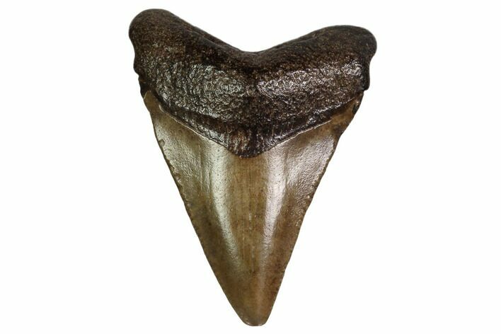 Juvenile Megalodon Tooth - Georgia #158807